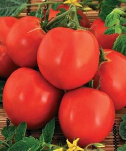 raluca tomate determinate Agrosel