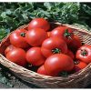 polbig-f1 tomate determinate Bejo