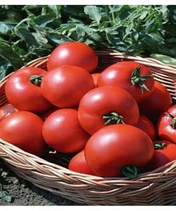 polbig-f1 tomate determinate Bejo
