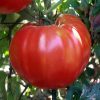 ruxandra tomate nedeterminate Agrosel