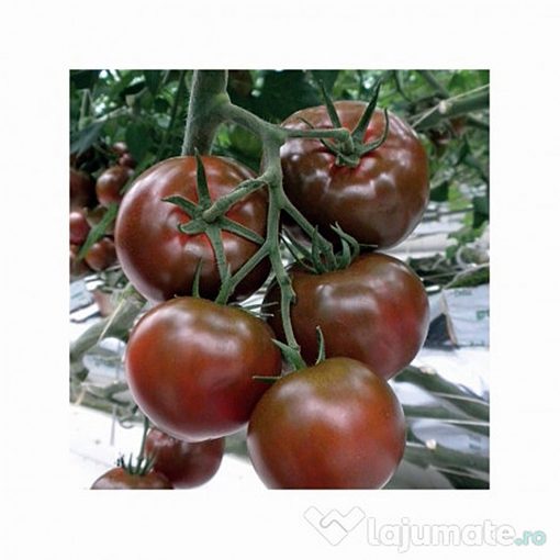Sacher-f1 tomate nedeterminate Yuksel