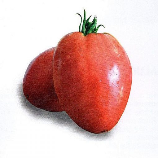 sweetheart tomate nedeterminate Agrosel