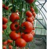 tamaris-f1 tomate nedeterminate Clause