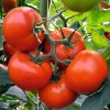 tobolsk-f1 tomate nedeterminate Bejo