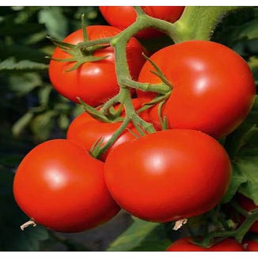 toivo-f1 tomate nedeterminate Bejo