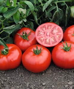 tomsk-f1 tomate determinate Bejo