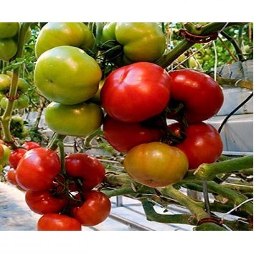 torero-f1 tomate nedeterminate Seminis