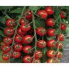 tropical-f1 tomate nedeterminate Nunhems