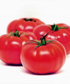 troy-f1 tomate determinate Sakata