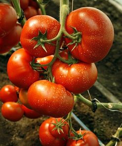 umagna-f1 tomate nedeterminate Rijk-Zwaan