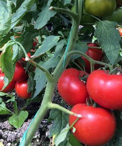 vasanta-f1 tomate semideterminate Rijk-Zwaan