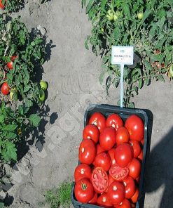 volna-f1 tomate determinate Vilmorin