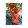 yigido-f1 tomate nedeterminate Seminis