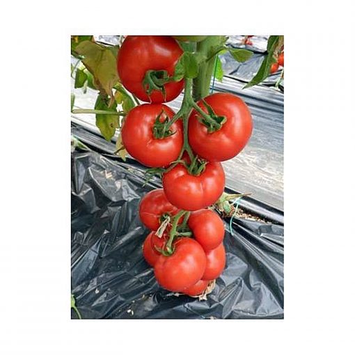 yigido-f1 tomate nedeterminate Seminis