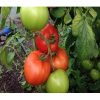 zulfia-f1 tomate nedeterminate Rijk-Zwaan