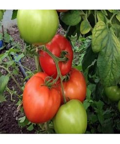 zulfia-f1 tomate nedeterminate Rijk-Zwaan