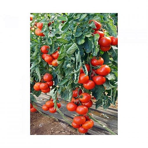 leslie-f1 tomate nedeterminate Sakata