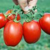 pietrarossa-f1 tomate determinate Clause