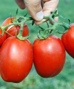 pietrarossa-f1 tomate determinate Clause