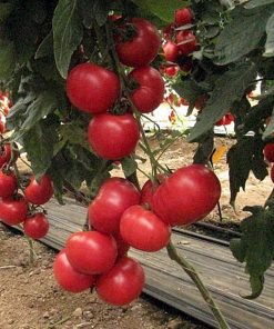 pink-impresion-f1 tomate nedeterminate Sakata