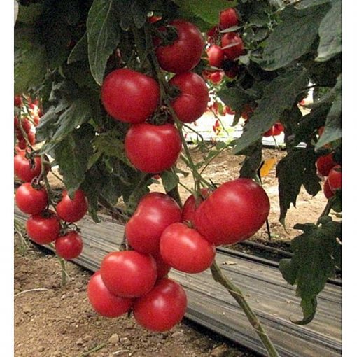pink-impresion-f1 tomate nedeterminate Sakata