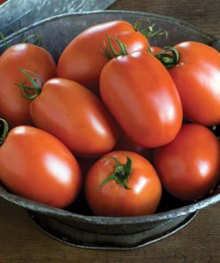 plum-regal-f1 tomate determinate Bejo