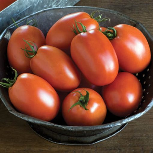 plum-regal-f1 tomate determinate Bejo