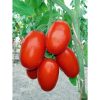 torquai-f1 tomate determinate Bejo