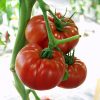 country-taste-f1 tomate-nedeterminate nunhems