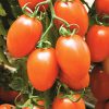 kilates-f1 tomate nedeterminate Syngenta