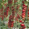 Landolino-f1 tomate nedeterminate Syngenta