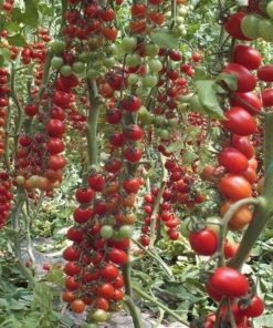 Landolino-f1 tomate nedeterminate Syngenta