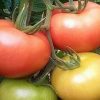 mamston-f1 tomate nedeterminate Syngenta