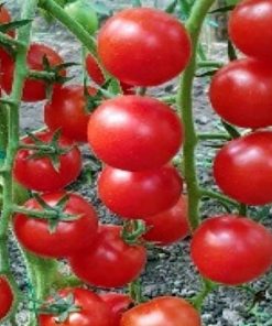 prolina-f1 tomate nedeterminate Syngenta