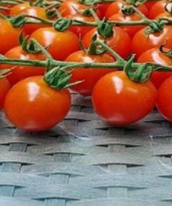 tredicy-f1 tomate nedeterminate Syngenta