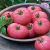 gryphon-f1 tomate nedeterminate Nunhems