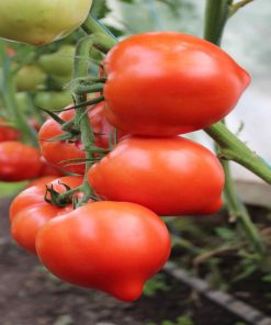 Pekonet F1 seminte tomate Syngenta