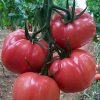 pink-wonder-f1 tomate nedeterminate Nunhems
