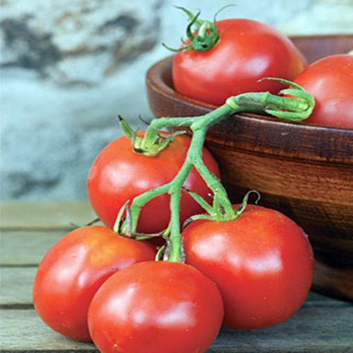 balkan-f1 tomate semideterminate Geosemselect