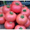 dimerosa-f1 tomate nedeterminate Enza