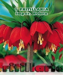 Fritillaria Imperialis Rubra