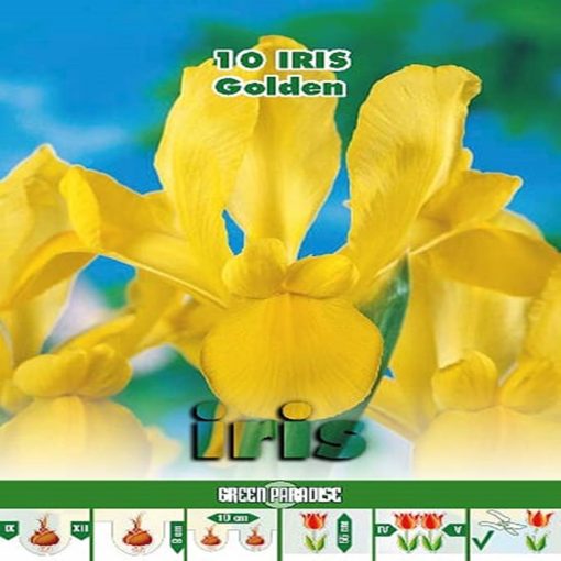 Depozitul de Seminte Iris Hollandica Yellow