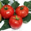 kalyna-f1 tomate nedeterminate Geosemselect