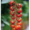 marghol-f1 tomate nedeterminate Yuksel