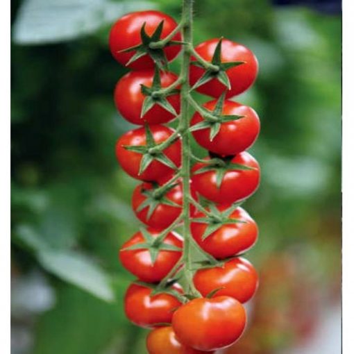marghol-f1 tomate nedeterminate Yuksel