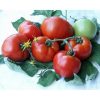 parris-f1 tomate semideterminate Geosemselect