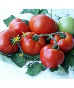 parris-f1 tomate semideterminate Geosemselect
