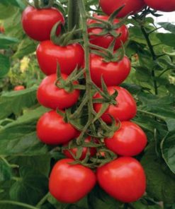 red-heart-f1 tomate nedeterminate Yuksel