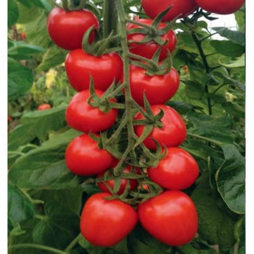 red-heart-f1 tomate nedeterminate Yuksel