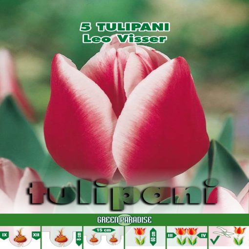 Depozitul de Seminte Tulipani Leo VIsser